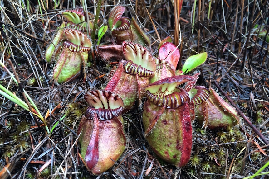 A close up photo of a colourful Albany Pitcher Plant