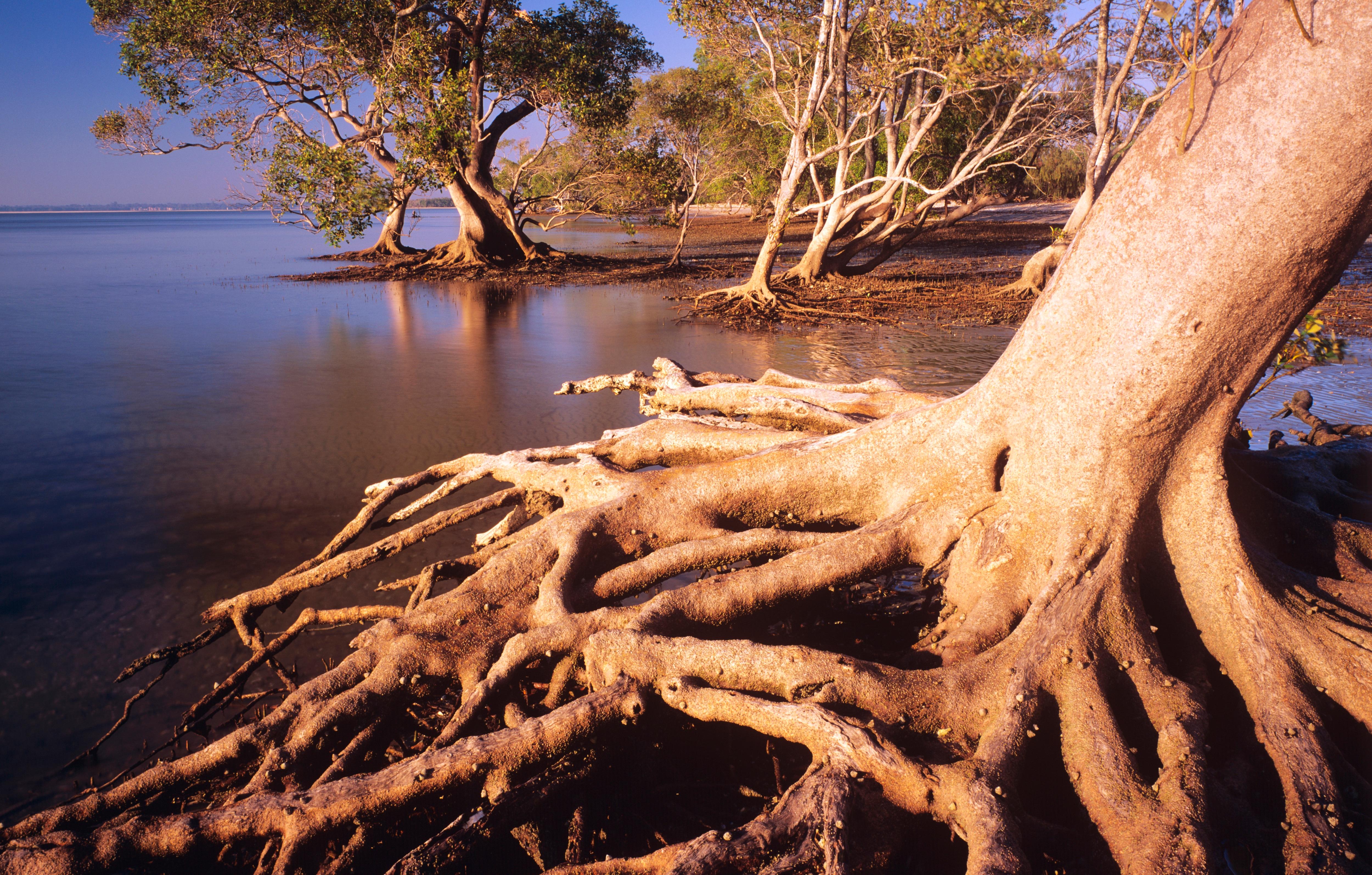 Grey mangroves with spreading roots in foreground