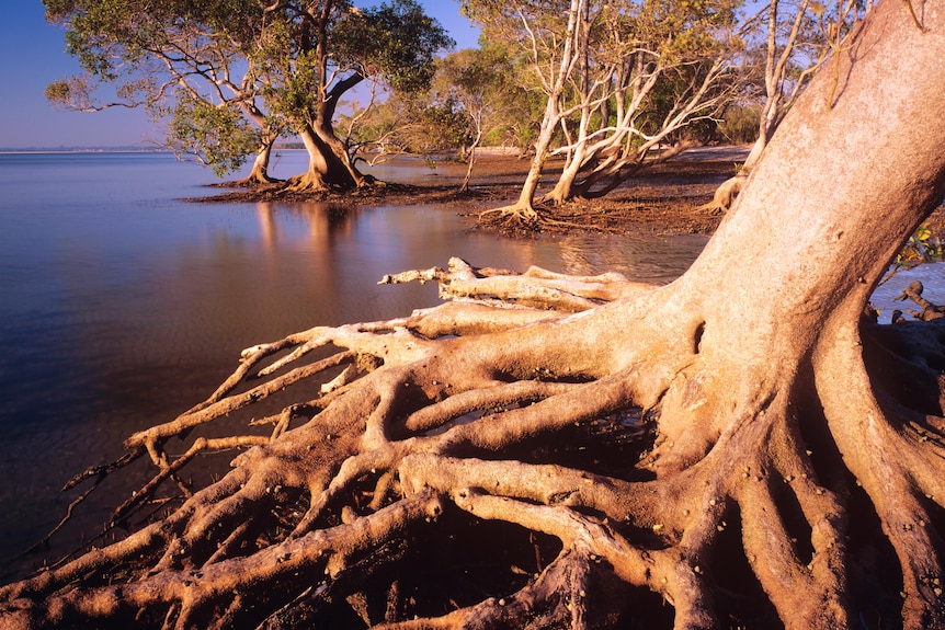 Grey mangroves with spreading roots in foreground