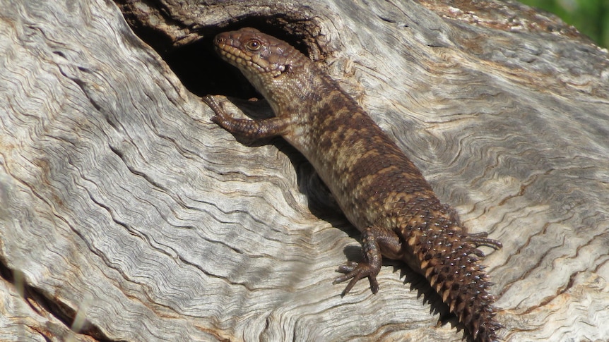 A skink with a spiky tail on a log.