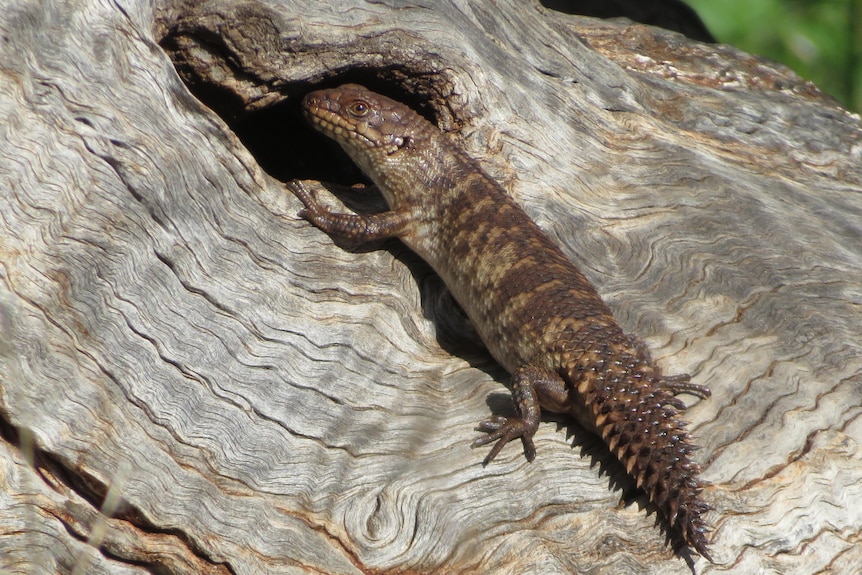 A skink with a spiky tail on a log.