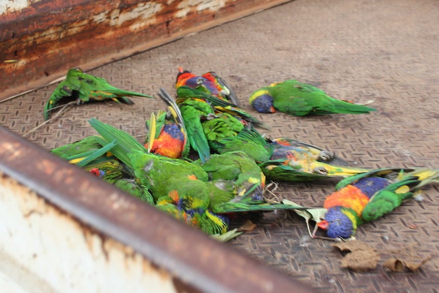 A pile of dead rainbow lorikeets in the back of a tray-back ute