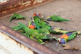 A pile of dead rainbow lorikeets in the back of a tray-back ute