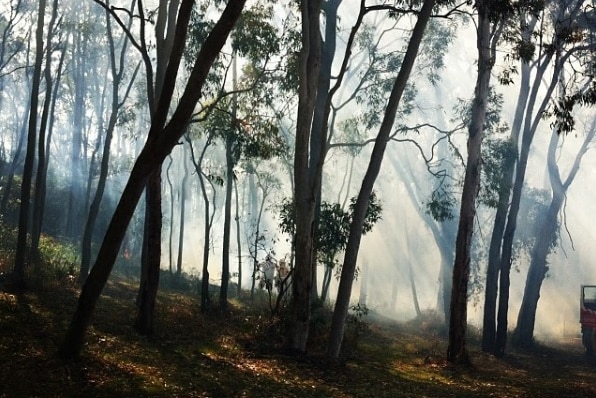 Trees, and smoke.