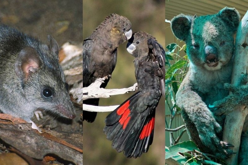 A mouse-like animal, two black birds and a koala.