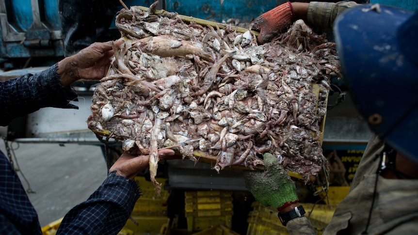Migrant labourers collect fish on a Thai fishing boat