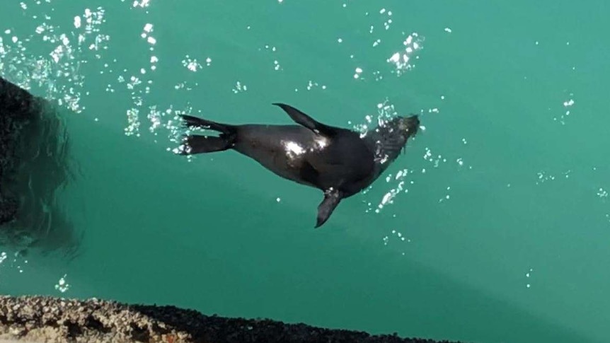 A seal swims in crystal blue waters