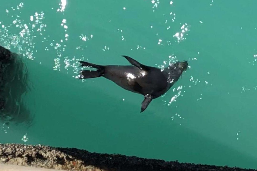 A seal swims in crystal blue waters