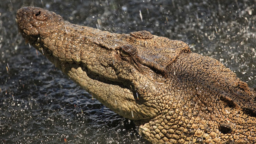 Australian saltwater crocodile