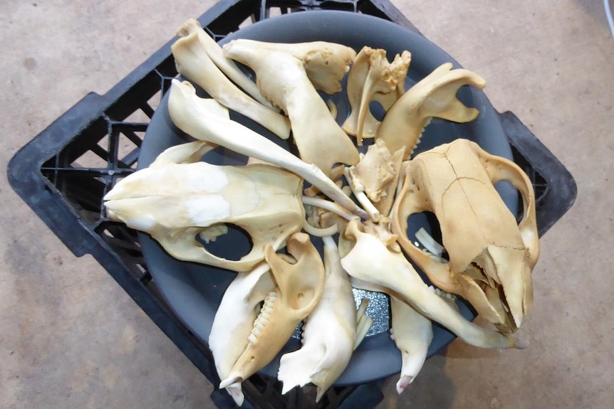 Skulls and bones of animals exhibited on a milk crate.