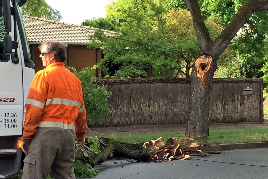 A fallen tree branch in a suburban street.