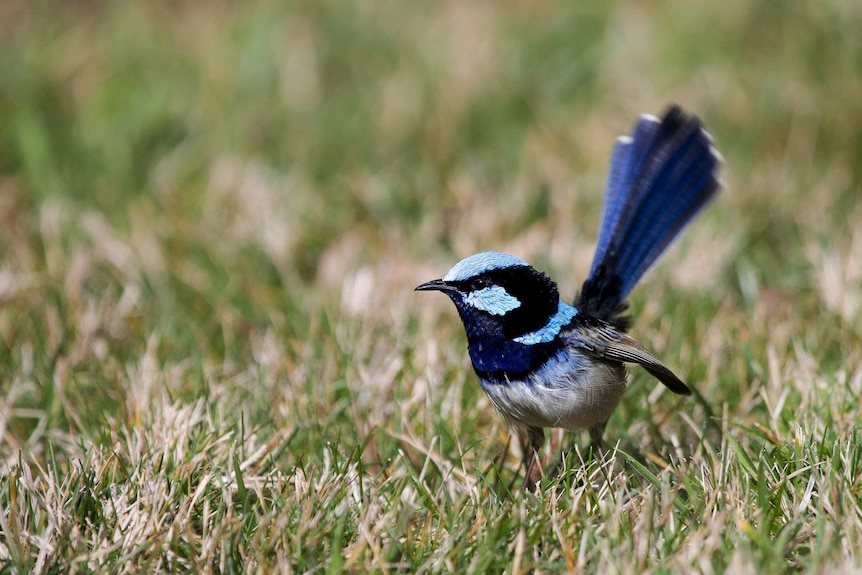 Blue fairy wren in field