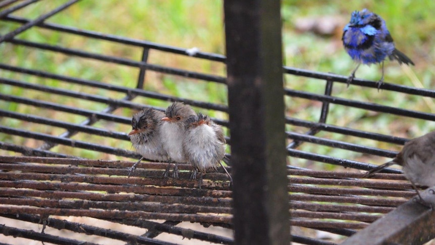 Baby wrens take shelter from heavy rain in Porongurup, Western Australia.