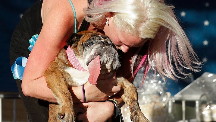 An English bulldog with a lolling tongue stands on its hind legs as a woman with blonde hair bends to give her a hug