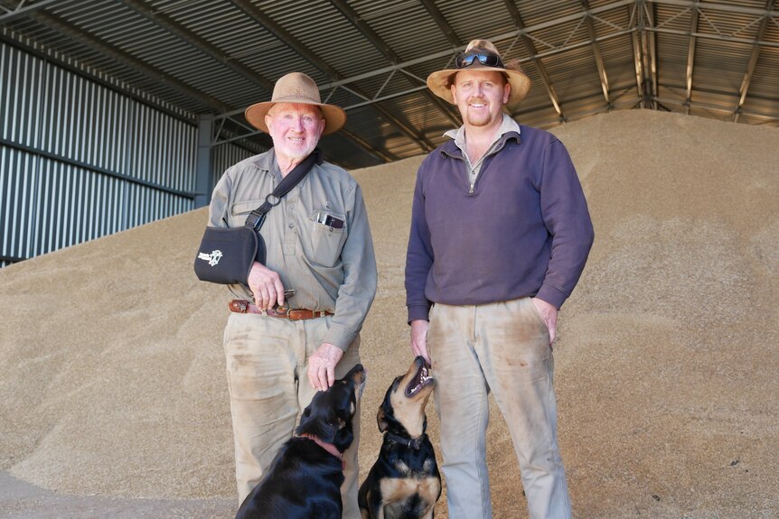 two men  and two dogs in front of a pile of grain in a shed