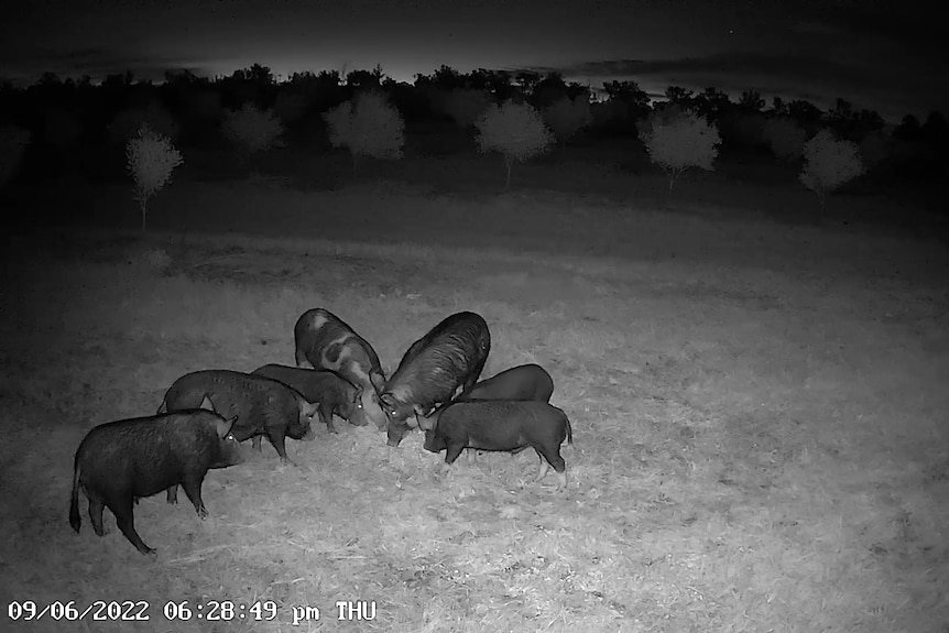 Une photo de nuit en noir et blanc de sept cochons au premier plan avec des manguiers à l'arrière