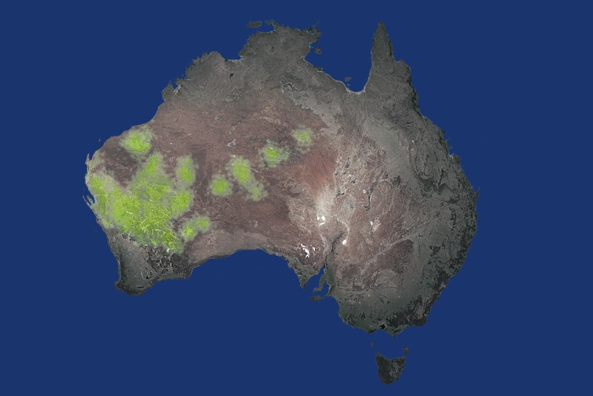 A map of Australia with green highlights indicating where the Desert Kurrajong trees live