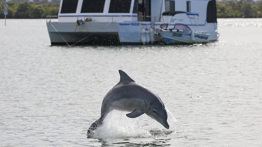dolphin jumping out of water with boat in background