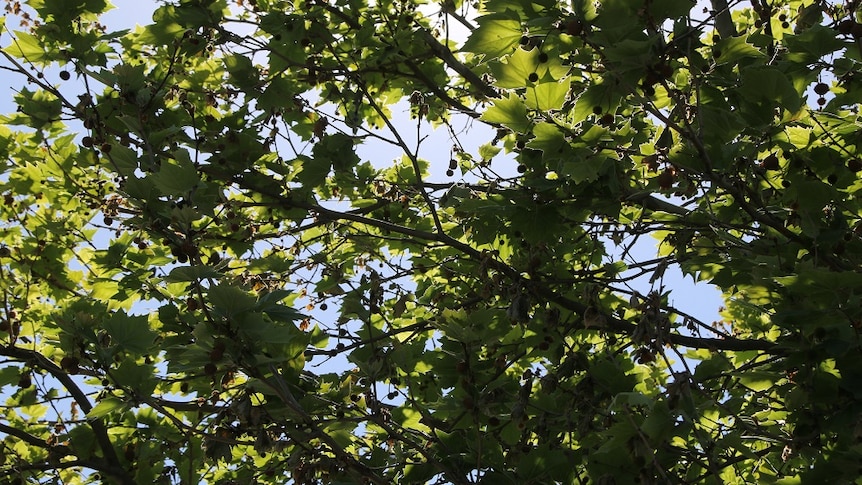 A London Plane tree canopy showing green leaves and clear blue sky.