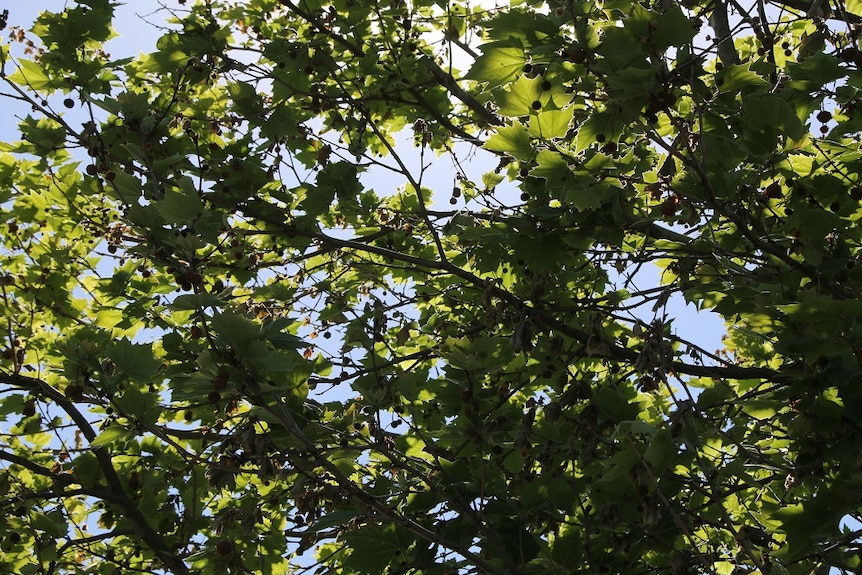 A London Plane tree canopy showing green leaves and clear blue sky.