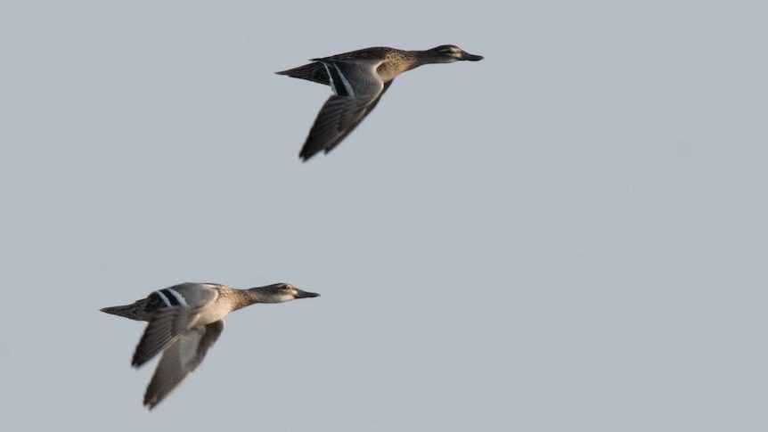 Two ducks flying, clear white stripes showing on their wings