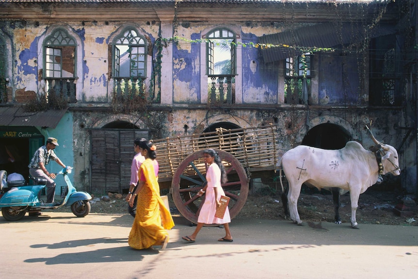 Pedestrians and cow on a street at Margao, Goa, India - Kay Maeritz - Getty.jpg