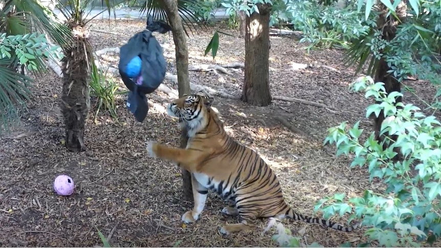 tiger in a area with trees and foilage reaching up to black rubbish bag revealing blue ball with pink ball on the ground 