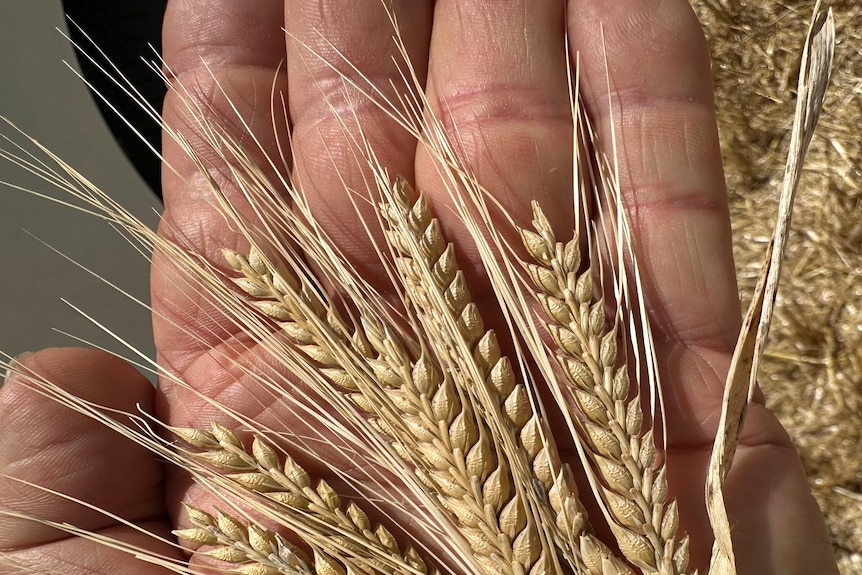 Man holding barley