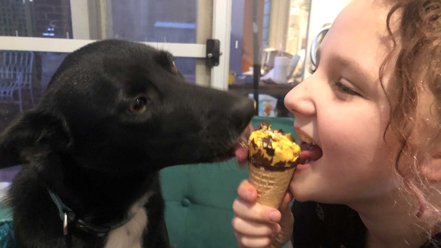 Side view of a young girl and a black kelpie sharing a cornetto while sitting on a couch