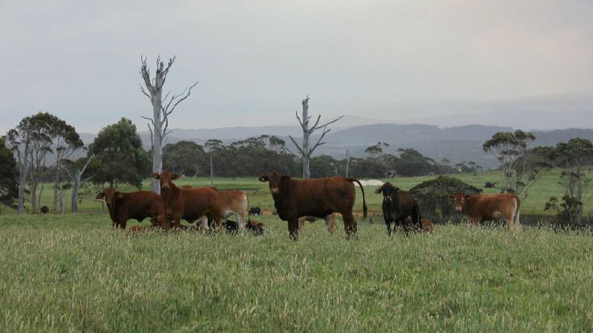 Brahmin standing in a paddock