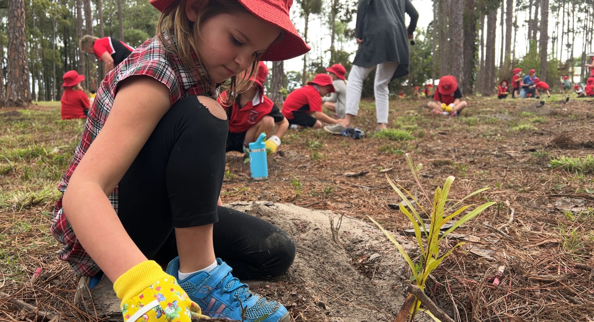A girl in a school uniform kneels on the forest floor next to a seedling