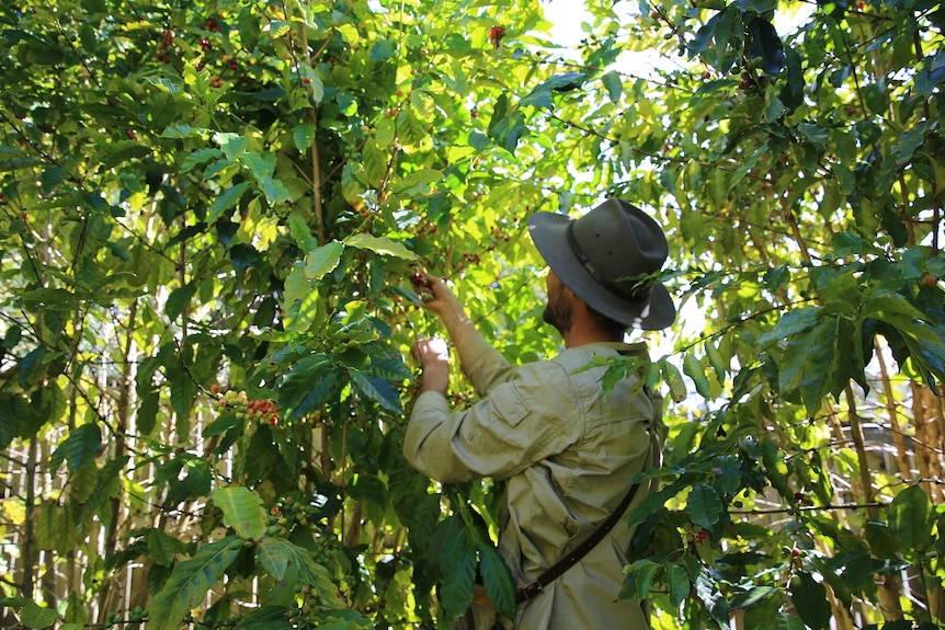 The coffee harvest at Green Lane Coffee Plantation in full swing and Liam Smith handpicks the ripe coffee beans of the trees.