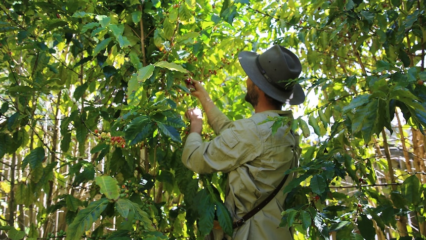 The coffee harvest at Green Lane Coffee Plantation in full swing and LIam Smiht handpicks the ripe coffee beans of the trees.