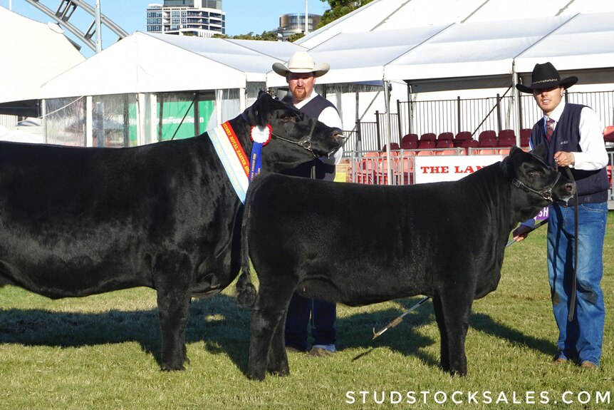 Pine Creek's champion PC Royal Roll R017 alongside KO Angus Jedda K127 who have been prized the Hordern Trophy. 