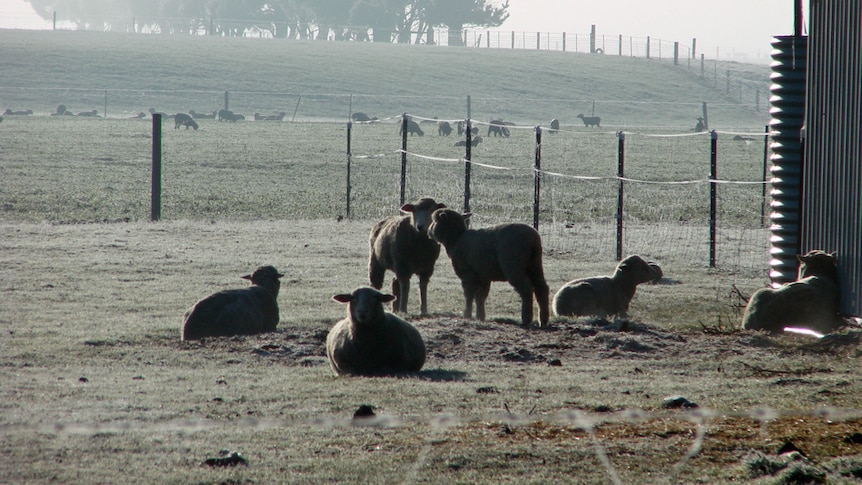 Lambs on a frosty morning near Deddington in northern Tasmania
