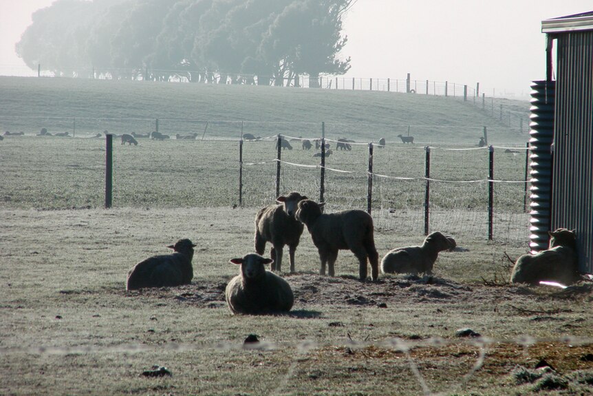 Lambs on a frosty morning near Deddington in northern Tasmania