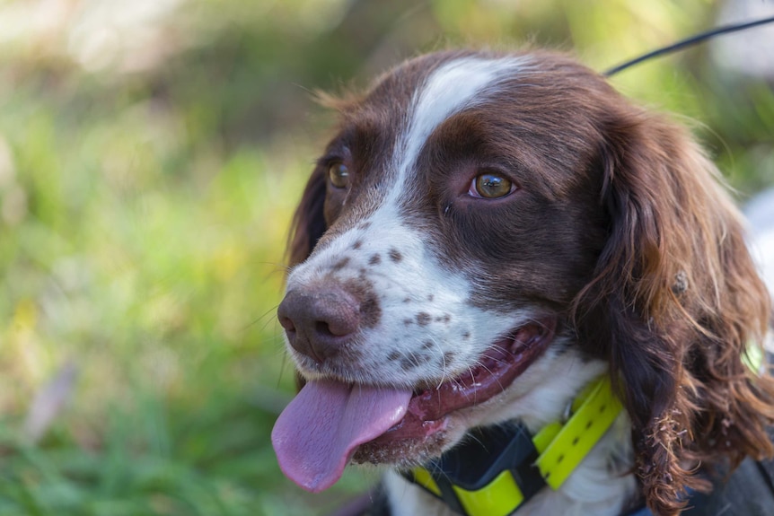 Connor the spaniel up close, with his tongue hanging out.