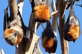 A colony of grey-headed flying foxes