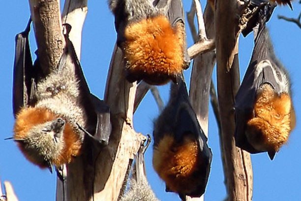 There are concerns a colony of grey headed flying foxes could be impacted by the Newcastle inner city bypass.