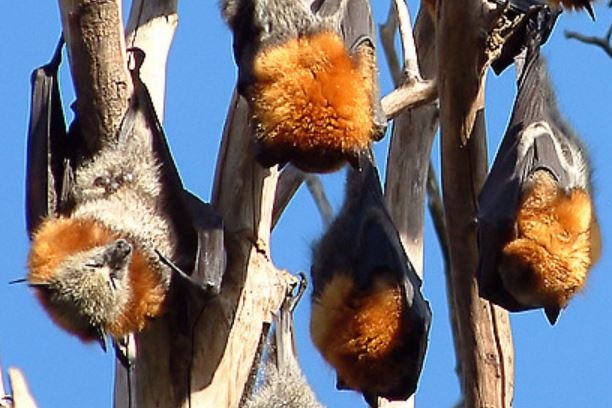 A colony of grey-headed flying foxes