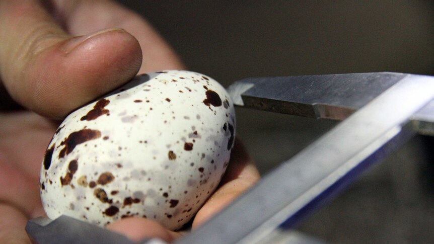 A Sooty Tern egg