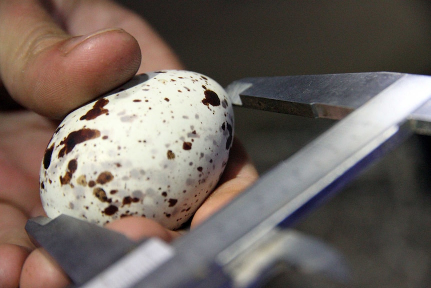 A Sooty Tern egg