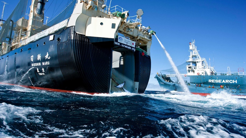Whale being loaded onto a Japanese ship Nisshin Maru