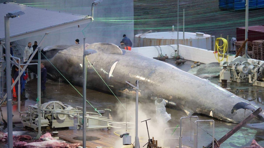 A large whale with people standing around it.