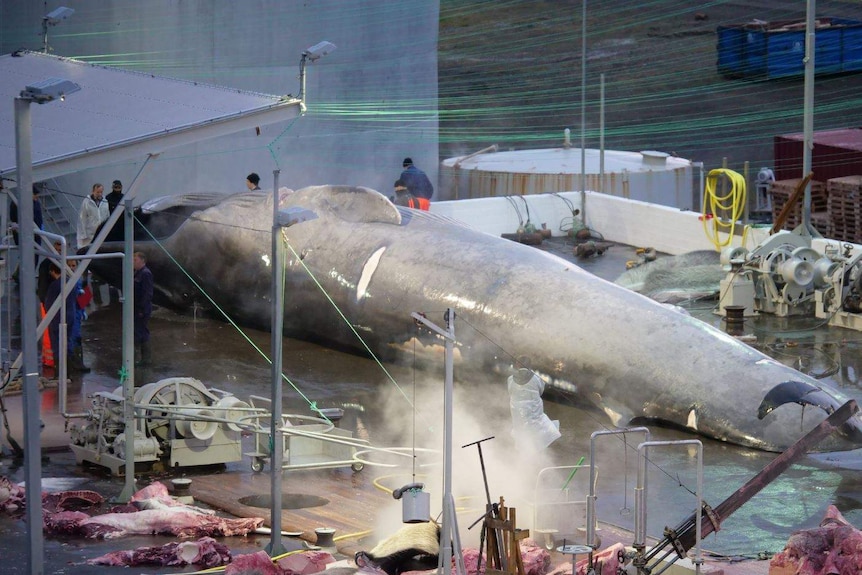 Workers stand around a dead whale