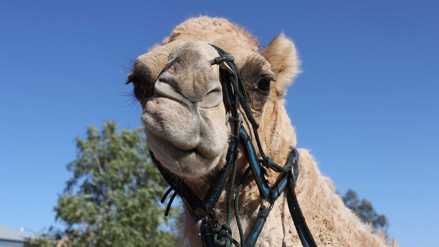 Pet camel Noodles