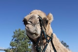 Pet camel Noodles