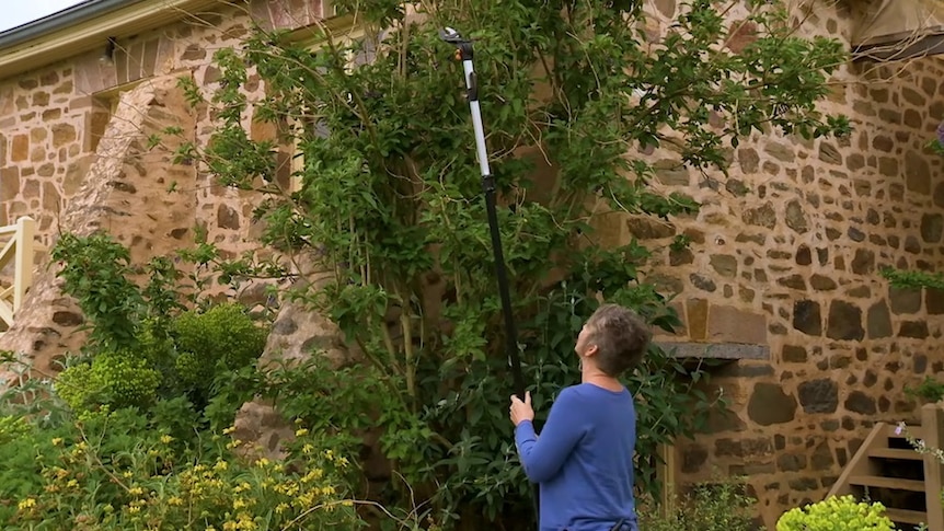 Gardening Australia's Sophie Thomson pruning bush against brick wall.