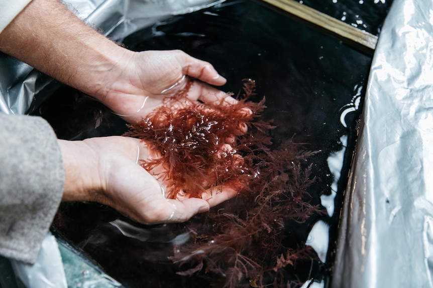 Close up of a red-brown seaweed held in hands 