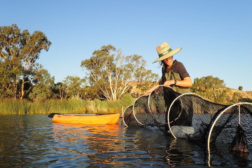 A woman in a broad hat stands in water checking a big net tube across  a river.